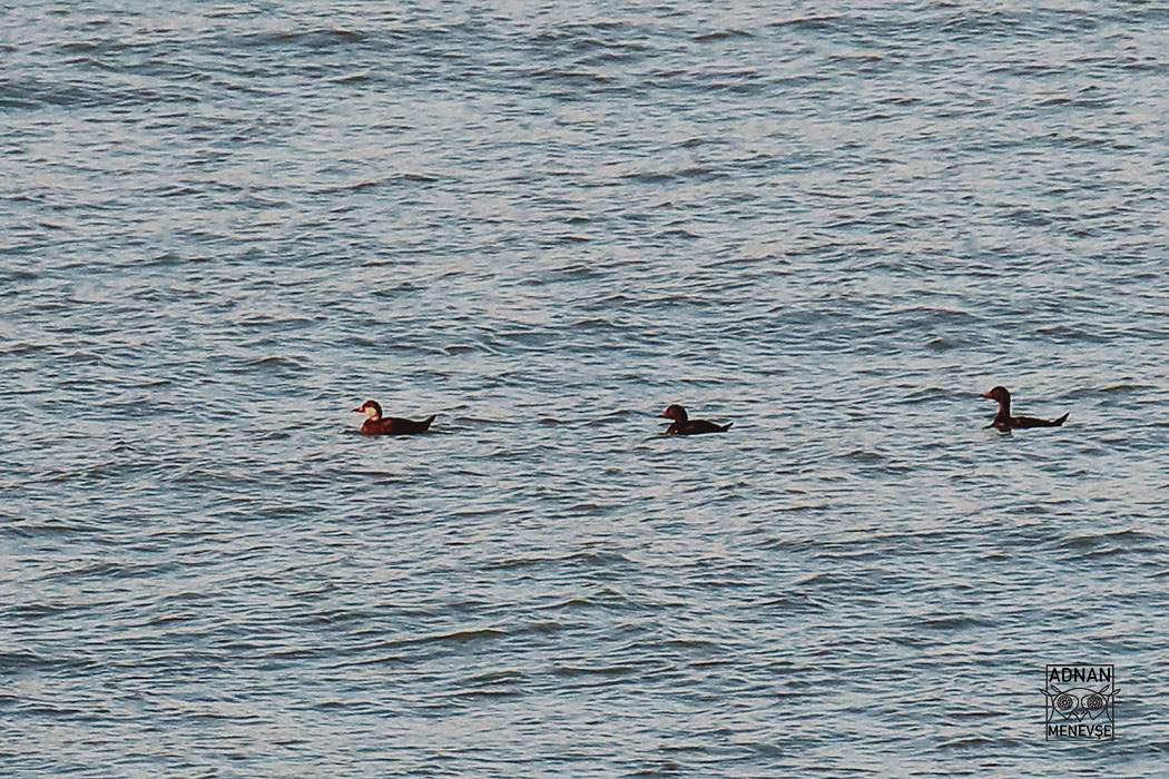 Common Scoter